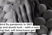 Eggs have been crucial to vaccine production for decades. Bettmann/Getty Images